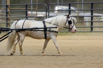mini horse in harness