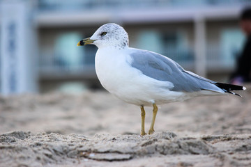 seagull on the beach