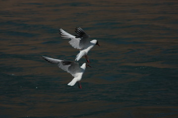 seagull flying over the sea