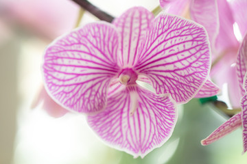Close up beautiful purple Phalaenopsis orchids or moth orchid in a garden.