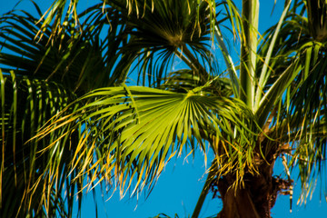 Palm trees at sunset light