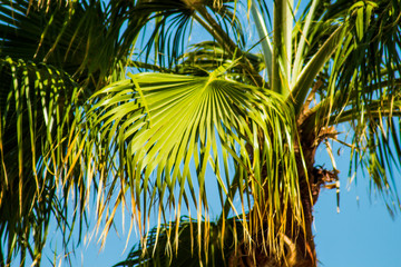 Palm trees at sunset light