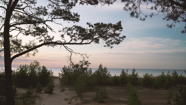 Sand dunes with Christmas trees and pine at sunset in the Baltic Sea in summer