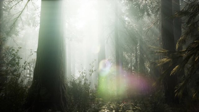Sunset on the Giant Forest, Sequoia National Park, California
