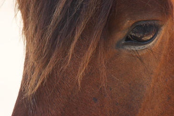 Eye of a wild pony