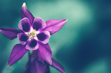 Violet Aquilegia alpina flower on green background Macro Photo