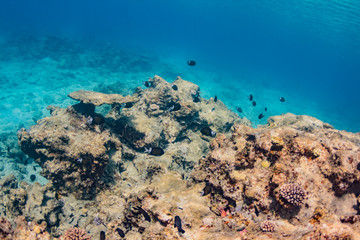 加計呂麻島の珊瑚礁と熱帯魚
