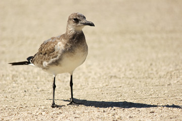 Bird on the beach