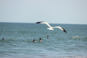seagull in flight