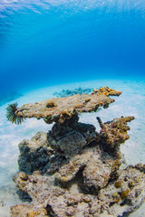 加計呂麻島の珊瑚礁