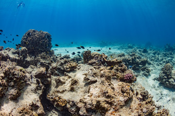 加計呂麻島の珊瑚礁と熱帯魚