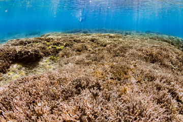 加計呂麻島の珊瑚礁