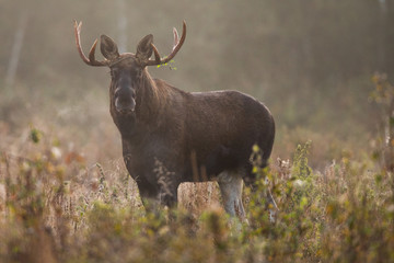 Mammal - bull moose (Alces)