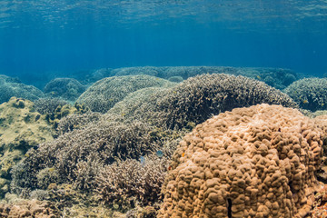 加計呂麻島の珊瑚礁