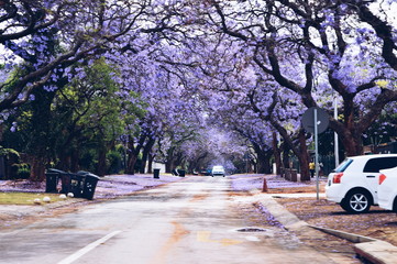 Jacaranda trees