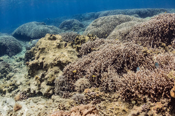 Naklejka na ściany i meble 加計呂麻島の珊瑚礁