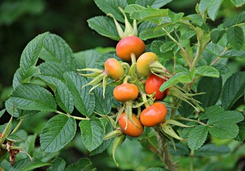 ripened red rose hips in a rustic garden