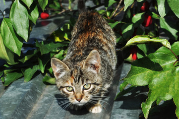 cute kitten, young cat looking forwards