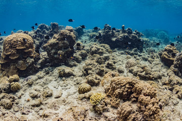 加計呂麻島の珊瑚礁