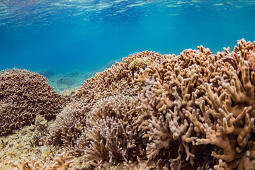 Fototapeta na wymiar 加計呂麻島の珊瑚礁