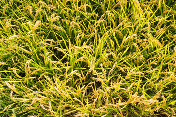 Rice field background
