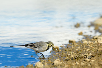 Wagtail Motacilla alba by the water. Looking for food.