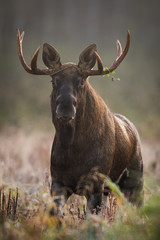 Mammal - bull moose (Alces)