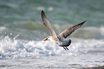 Large Black Sea seagulls flies over the sea with food in its beak. Larus cachinnans