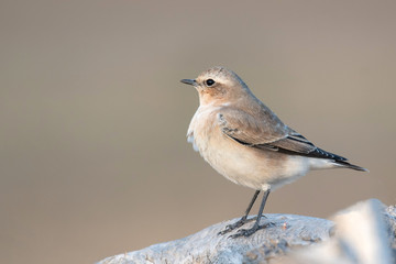 Obraz premium Young Northern Wheatear sitting on a branch on a beautiful background. Oenanthe oenanthe