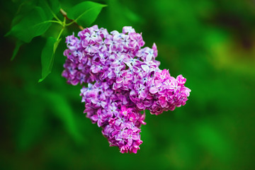 Blossoming lilac branch on green leaves background. Selective focus.
