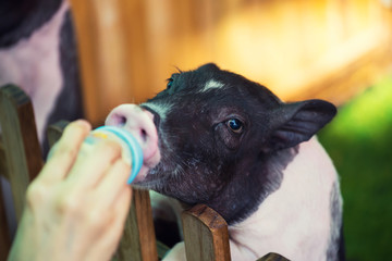 Feeding milk to pig or piglet © Blanscape