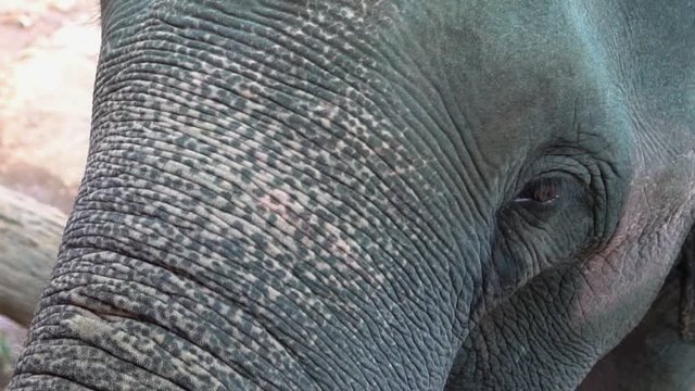 Close up of eye of elephant