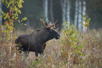 Mammal - bull moose (Alces)
