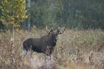 Mammal - bull moose (Alces)