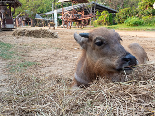 Naklejka na ściany i meble Baby thai buffalo relex in the farm