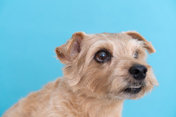 Norfolk terrier dog against light blue background