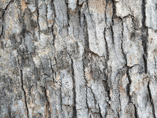 Tree bark texture for background