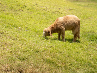 A lonely sheep eating grass on meadow