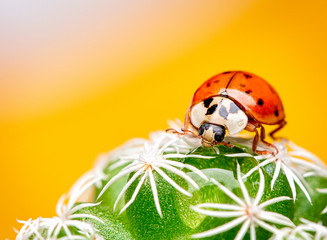 ladybug on green grass macrophotograph