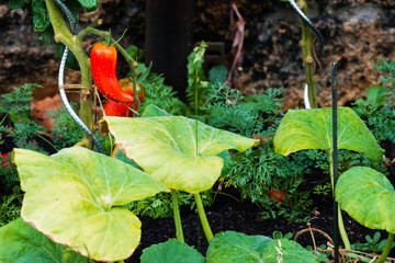 tomates dan le jardin