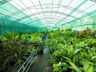 Greenhouse with young plants