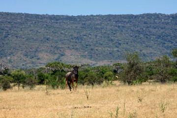 Lone wildebeest standing in African landscape.