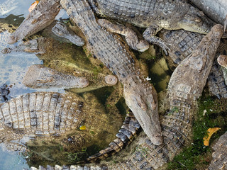 Many crocodiles in water