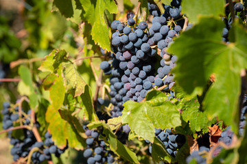 Grappes de raisins dans une vigne d