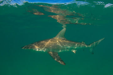 Shark underwater photo. Bronze Whaler Shark - obrazy, fototapety, plakaty