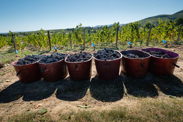 Vendanges dans le Beaujolais