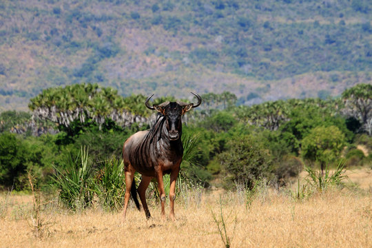 Wildebeest facing camera.