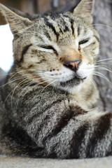 のんびりうたた寝している猫