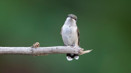 The End of Another Limb