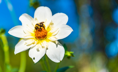 Bumble bee covered with yellow pollen collecting nectar from white flower against blurry background. Important for environment ecology sustainability.